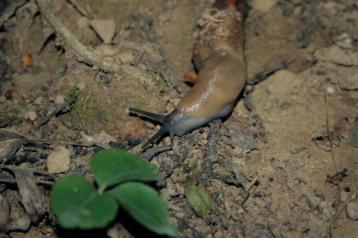 Limax aldrovandi Moquin-Tandon 1855 del monte di Portofino